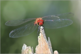 <p>VÁŽKA RUDÁ (Sympetrum sanguineum) ---- /Ruddy darter - Blutrote Heidelibelle/</p>